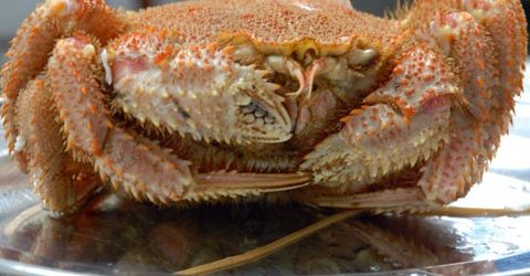 毛ガニ試食　（札幌　ホタル水産）